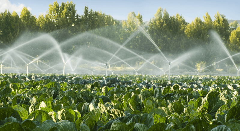 Có mấy phương pháp tưới nước cho cây trồng?