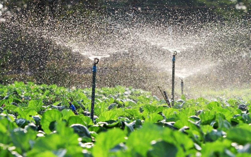 Ống tưới vườn: Giải pháp tưới tiêu hiệu quả cho nhà nông