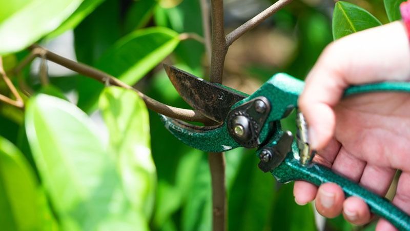 5 bước chăm sóc sân vườn luôn đẹp và xanh