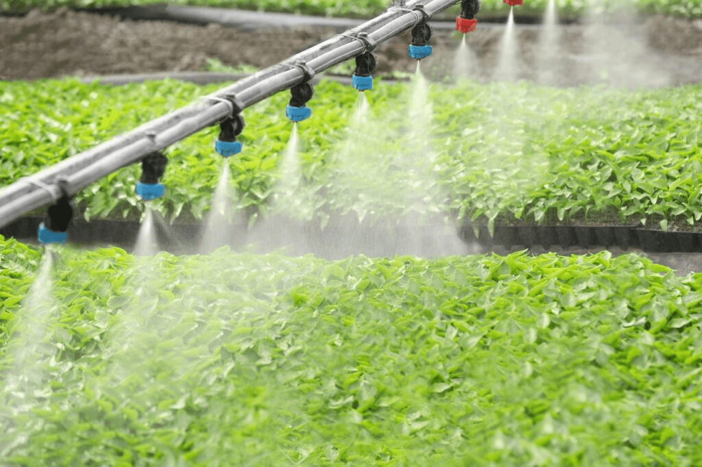 Hệ thống phun sương tưới cây là gì? Cấu tạo và ứng dụng